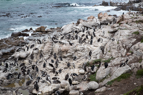 African Penguins and chicks at Stony Point Nature Reserve
